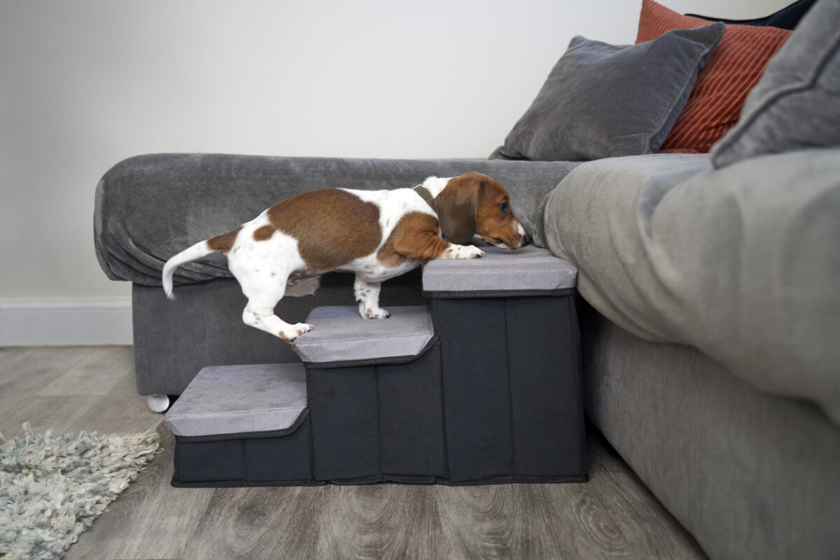 elderly dog using steps to climb up to sofa in a house,  Senior Pet Wellness: Caring for Your Pet in Their Golden Years