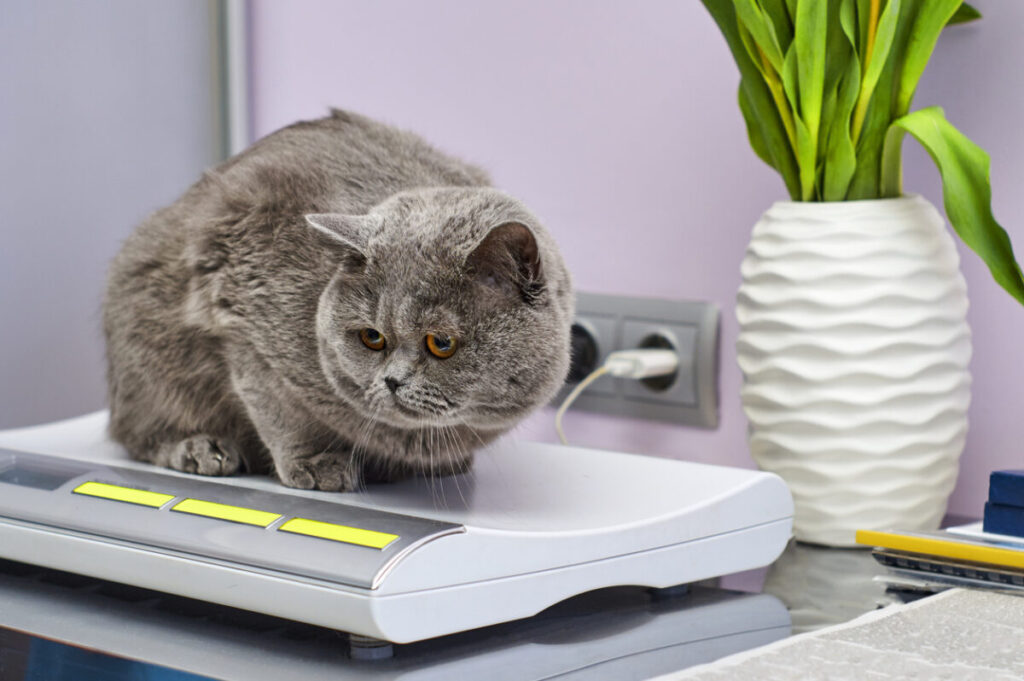 British Shorthair cat on scales in veterinarian clinic