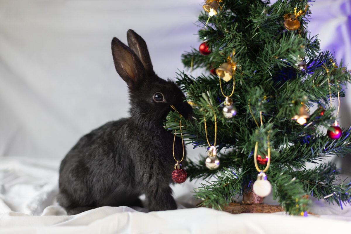 Portrait of little black rabbit near Christmas tree. Closeup. Year of the rabbit, Stress-Free Holidays for Pets: Holiday Tips from Hammond Veterinary Hospital