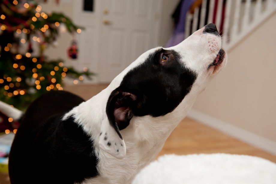 a dog howling indoors