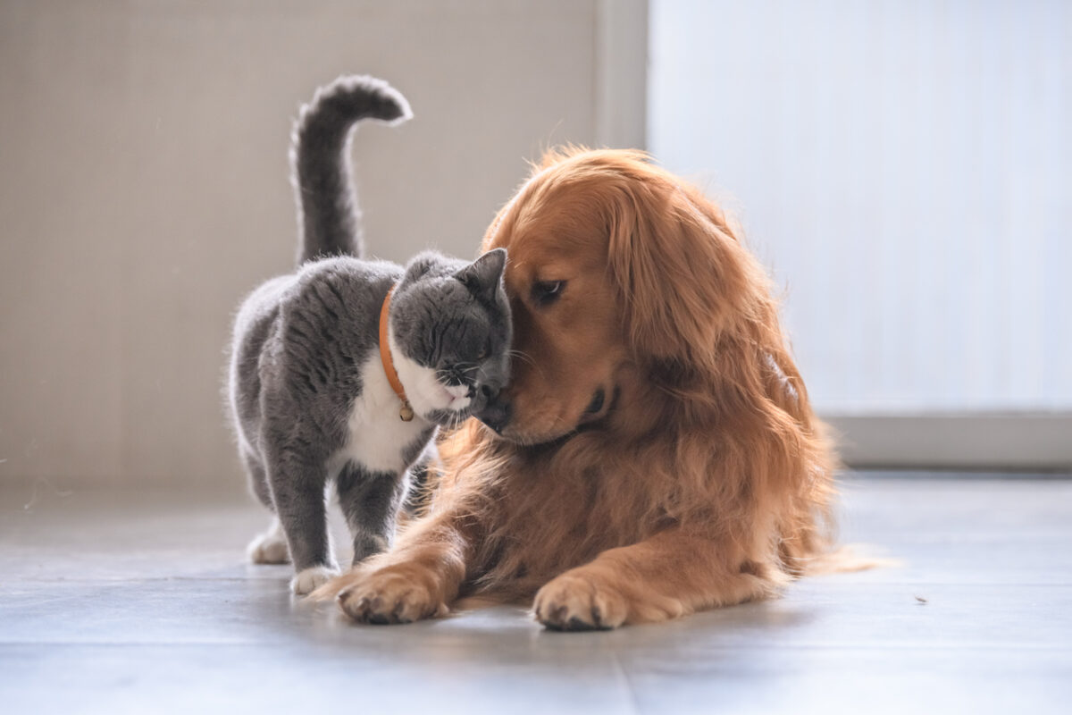 A cat and dog lying on the floor, Pet Wellness Tips for 2025 from Hammond Veterinary Hospital