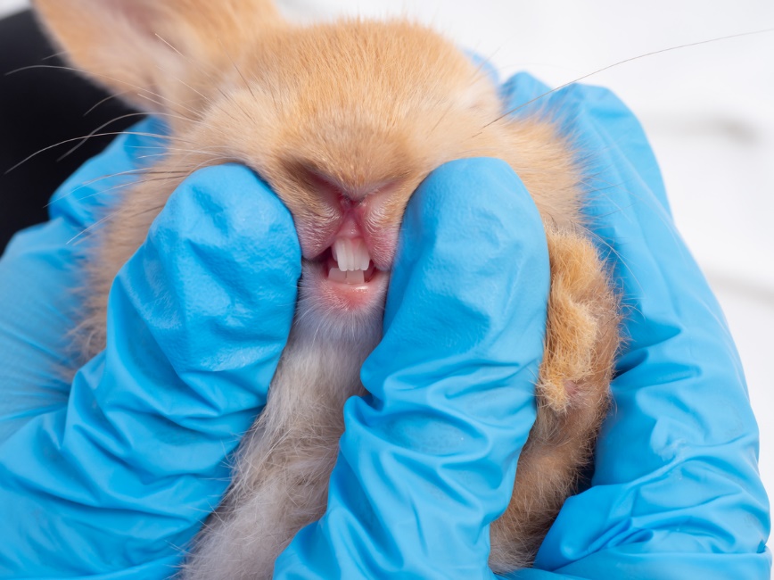 Hands in blue gloves holding a rabbit, examining its teeth