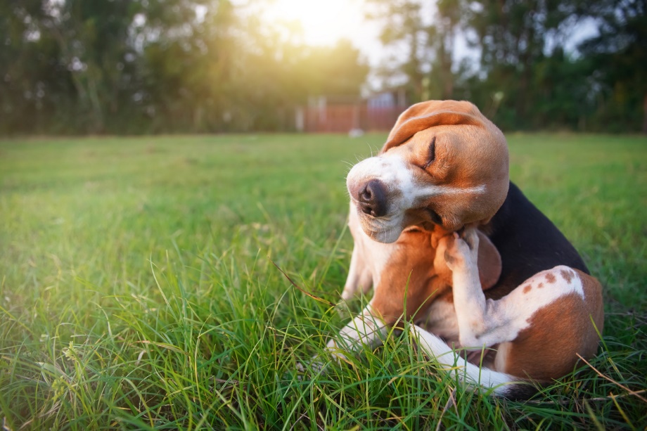 A dog sitting in grass scratching its head