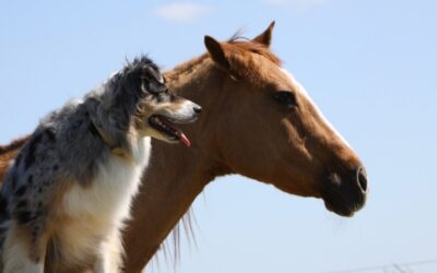 Pet Dental Care: Essential for Pets, Exotics, Livestock, and Horses