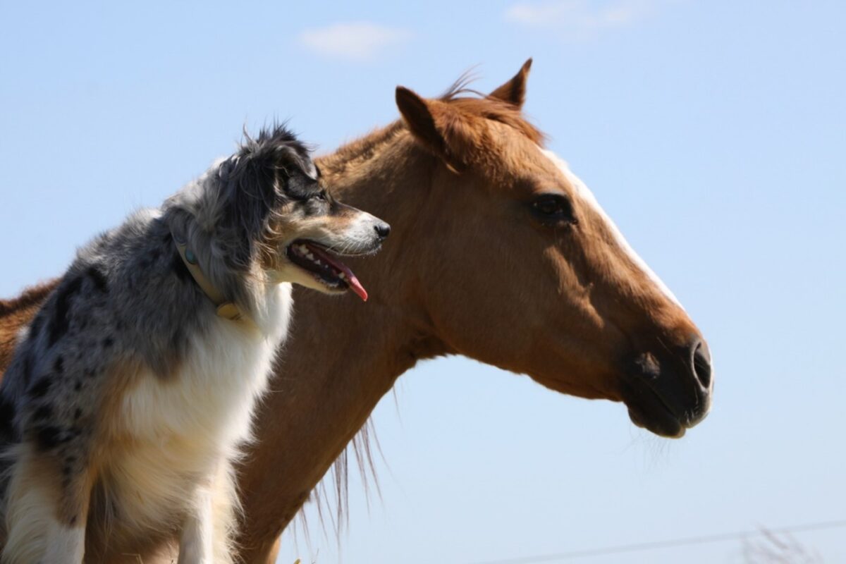 A dog standing next to a horse, Pet Dental Care: Essential for Pets, Exotics, Livestock, and Horses