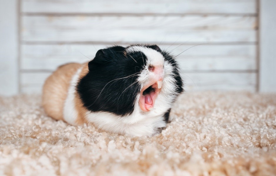 A guinea pig yawning on carpet, Pet Dental Care