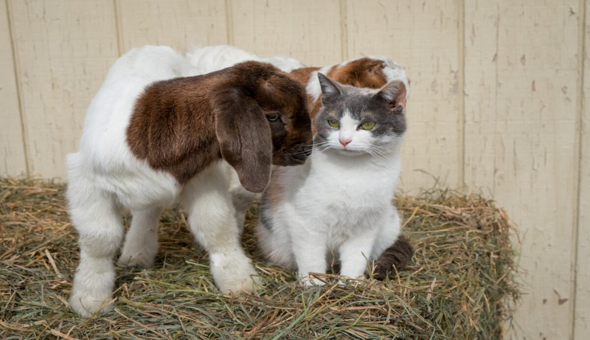 A goat and cat standing on hay, Pet Poisoning Emergencies: How To Handle Them