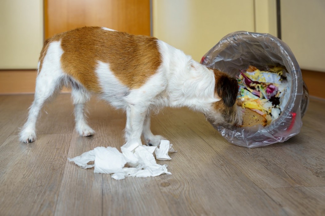 Pet poisoning emergencies, A dog sniffing a bag of food