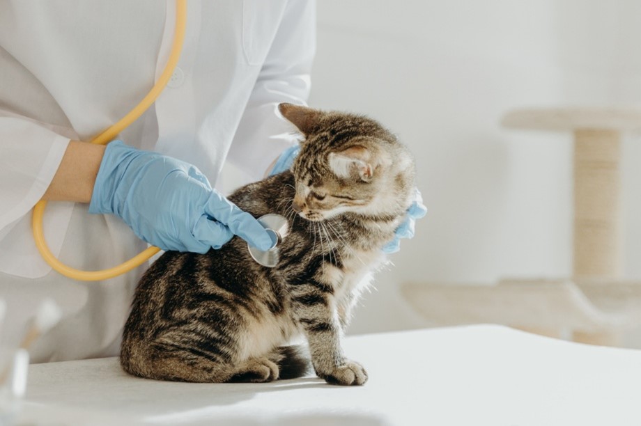 Pet poisoning emergencies. A person holding a stethoscope to a cat